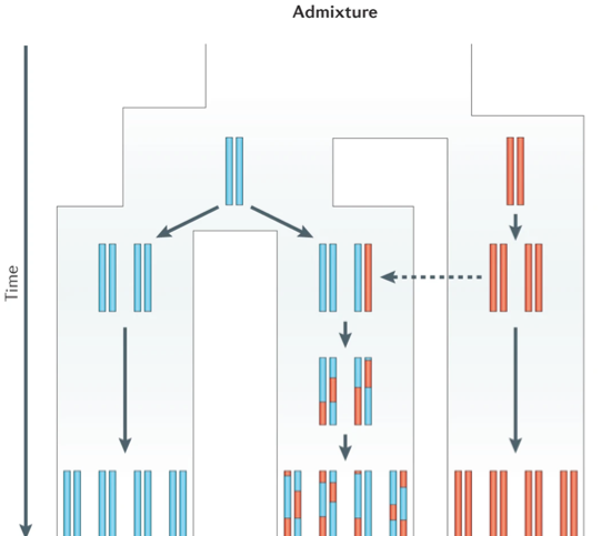 Scheme by Fernando Racimo