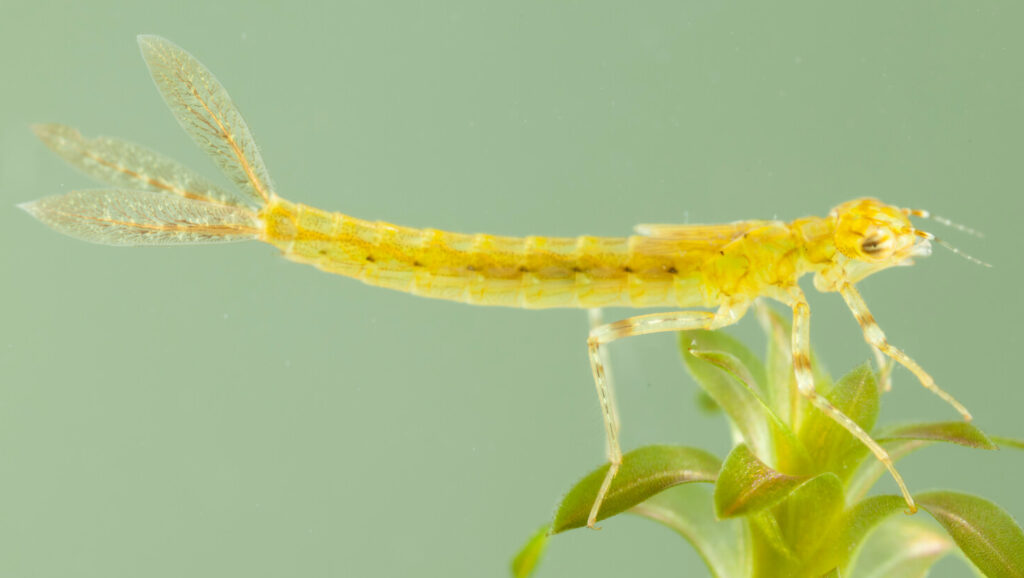 Ischnura elegans by Christophe Brochard