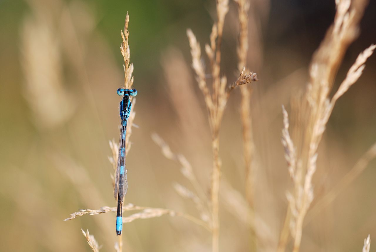 Coenagrion scitulum by Gilles San Martin